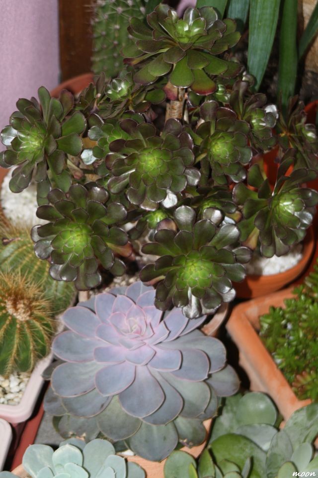 Aeonium Velour
